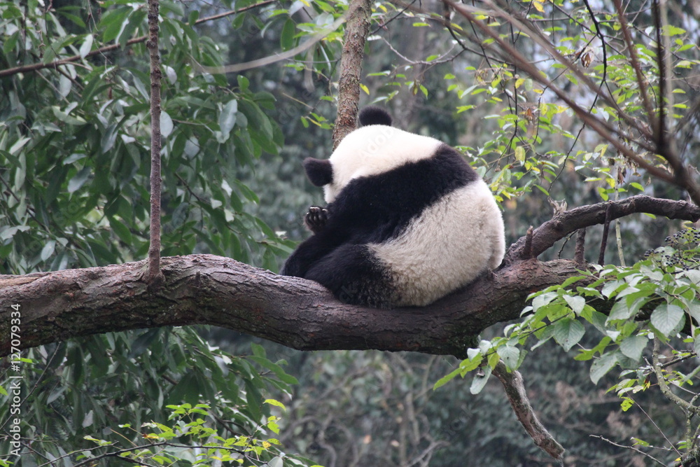 Obraz premium Panda Cubbie on the tree