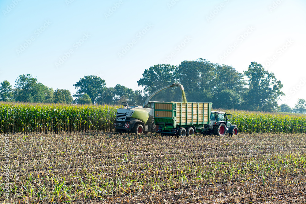 Fototapeta premium Traktor Abtransport gehäckselter Mais