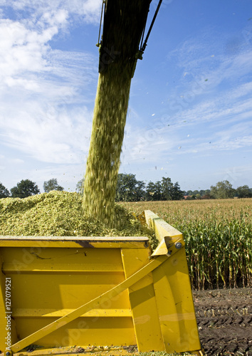 Cornharvest. Maize chipper and tractor. Netherlands.  photo