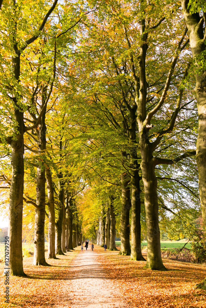 Autumn lane with people and tree trunks, Netherlands