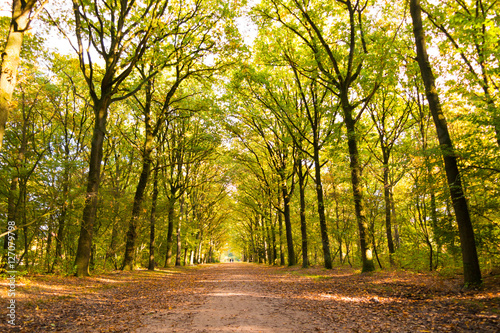 Dirt road with tree trunks in autumn, Netherlands © TasfotoNL