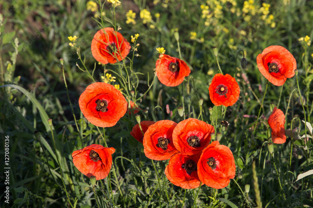 picturesque scene. closeup fresh, red flowers poppy on the green field, in the sunlight. rural landscape. natural creative picture picturesque scene. closeup fresh, red flowers poppy on the green field, in the sunlight. rural landscape. natural creative picture