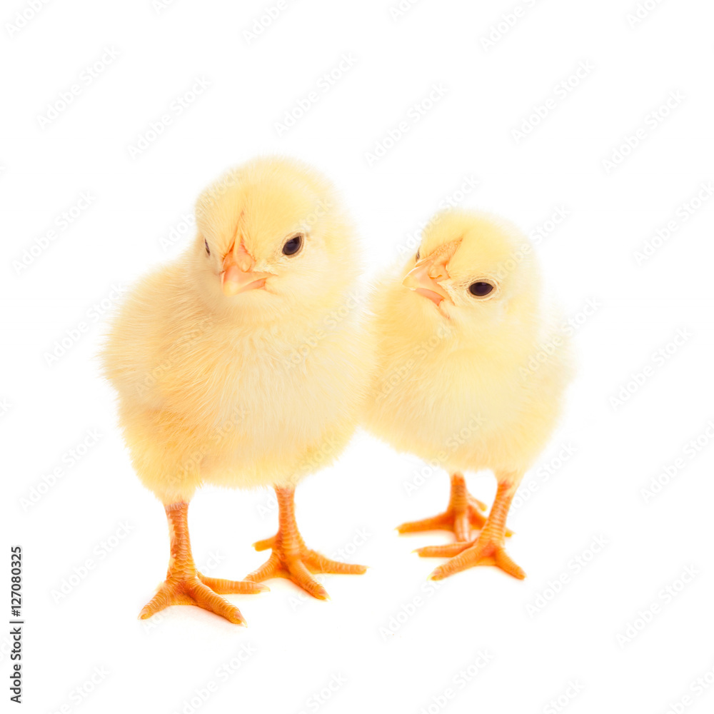 two young chicks on white background