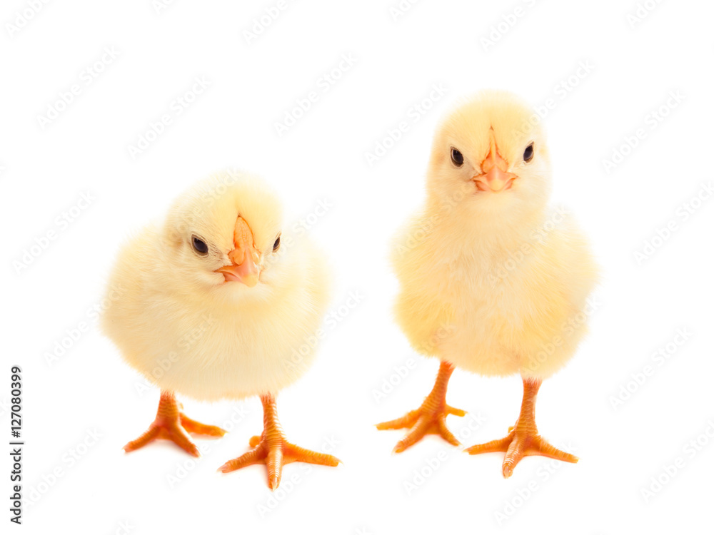 two young chicks on white background
