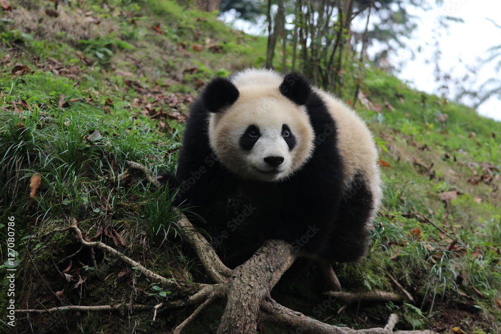 Obraz premium Panda on the Playground