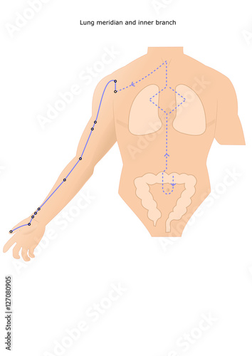 acupuncture meridian of the Lung and inner branches