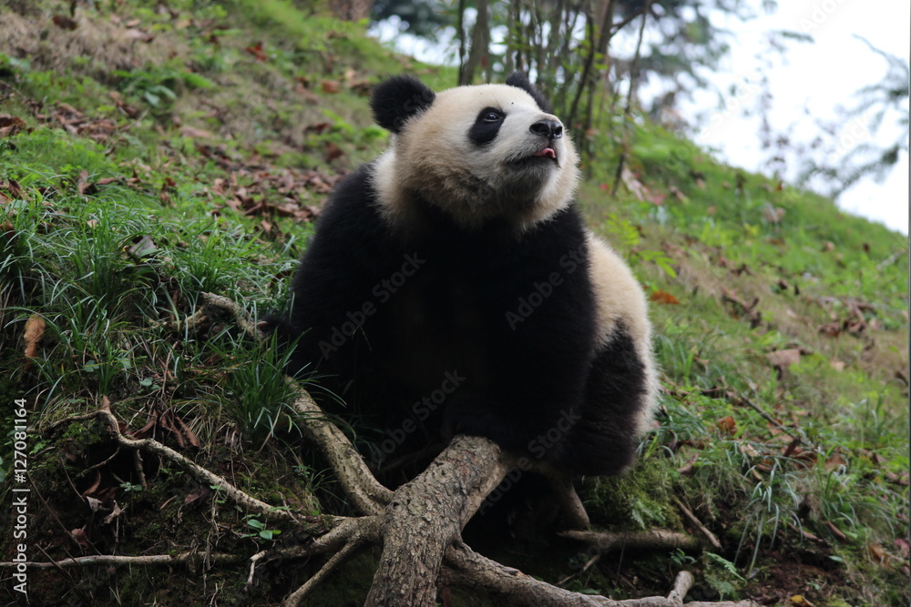 Obraz premium Panda on the Playground