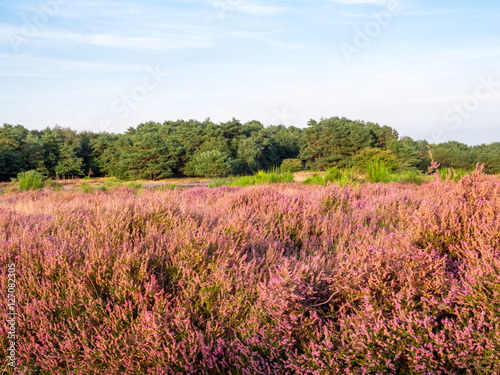 Purple heather in autumn