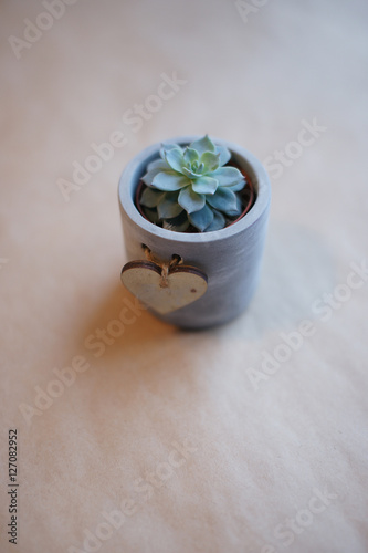 succulent in a small ceramic vase