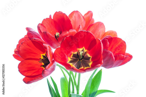Bouquet of red tulips. Floral wallpaper