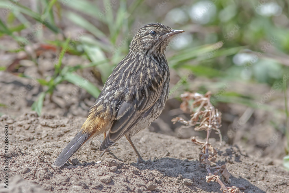 beautiful wild little bird beautiful wild little bird