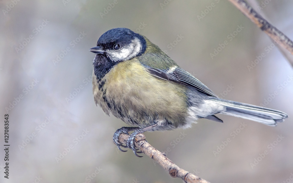 Naklejka premium small colorful birds