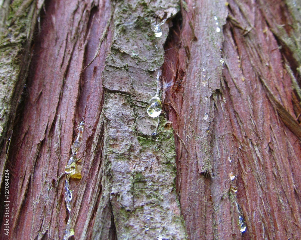 Cedar Tree Sap Stock Photo Adobe Stock