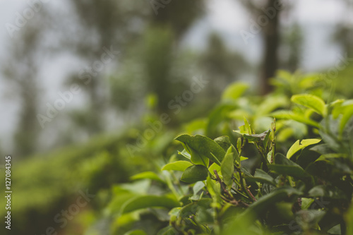 Tea plantations  Sri Lanka