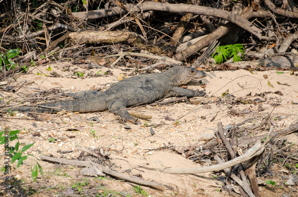 Common water Monitor (Varanus salvator) in Khao National Park Thailand