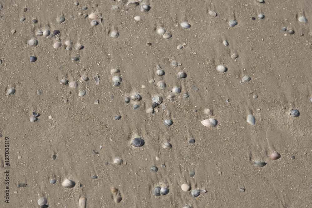 Muscheln liegen am Stand am Meer Muscheln liegen am Stand am Meer