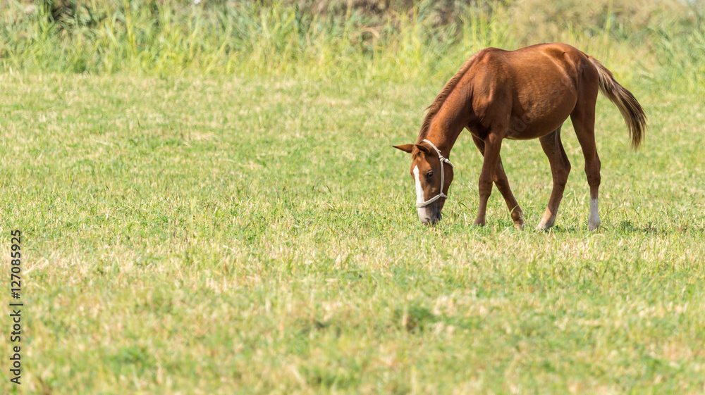 Fototapeta premium a horse in a pasture in nature