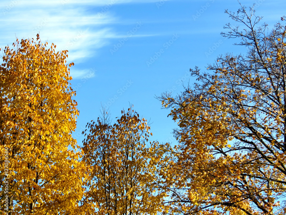 Fototapeta premium Toronto autumn trees 2016