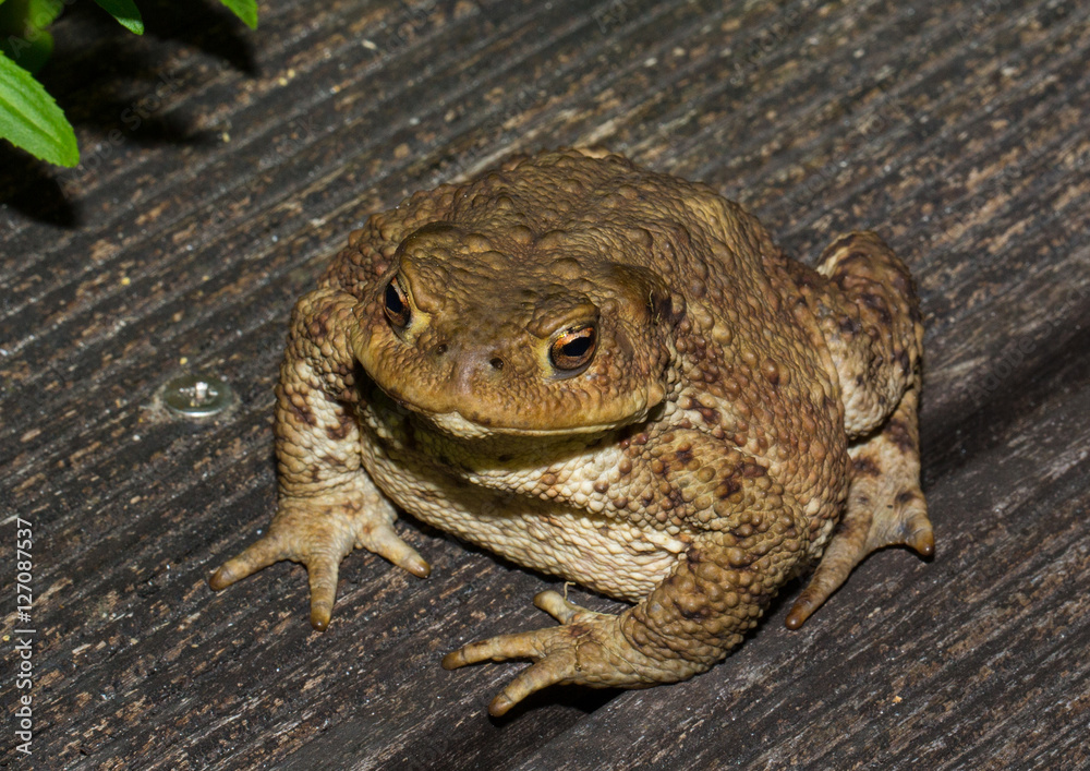 Obraz premium Frogs on a pond
