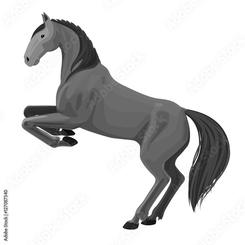 Vector illustration of rearing horse. Isolated monochrome detailed picture of beautiful animal on white background.