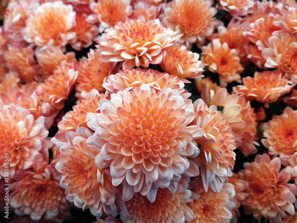 chrysanthemum  small. bright white-red flowers. background of flowers. for design. closeup..