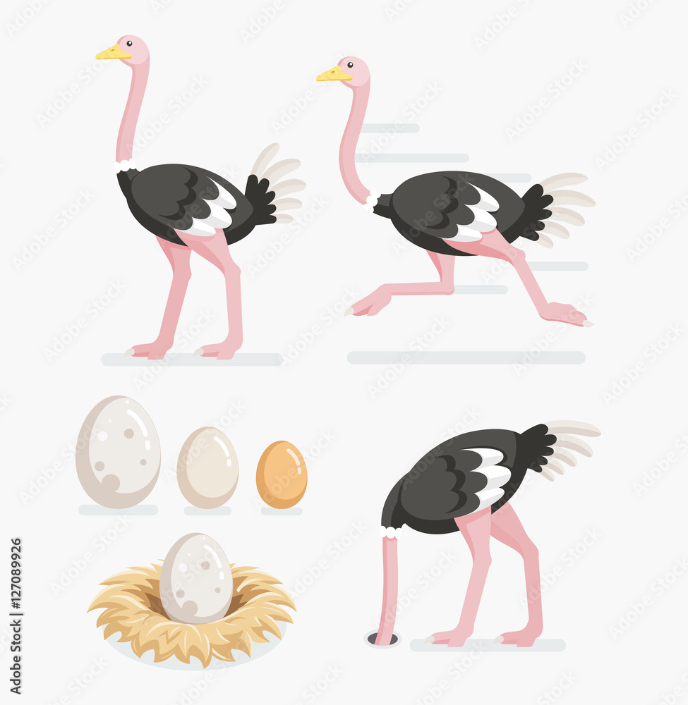 Ostrich and ostrich eggs on the nests. Vector illustration flat - obrazy, fototapety, plakaty 