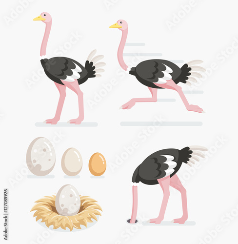 Ostrich and ostrich eggs on the nests. Vector illustration flat