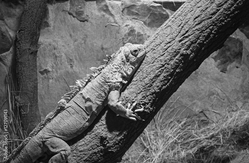 Iguana in terrarium