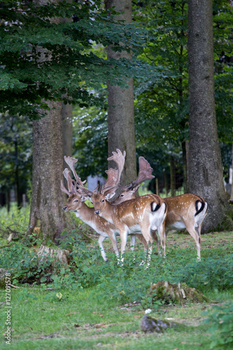 Herd of Male Fallow Deers in the Forest, Germany