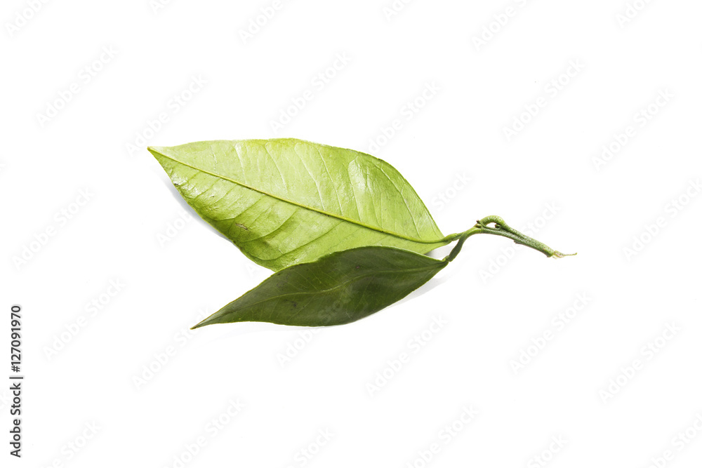 mandarin (tangerine) leaves on white background mandarin (tangerine) leaves on white background