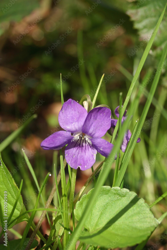 Dog violet (Viola riviniana) flower Dog violet (Viola riviniana) flower