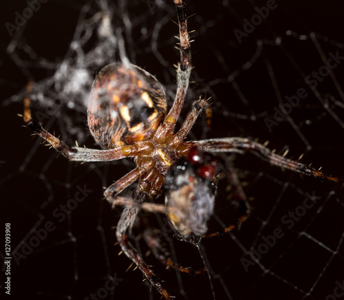 Spider on the web © schankz