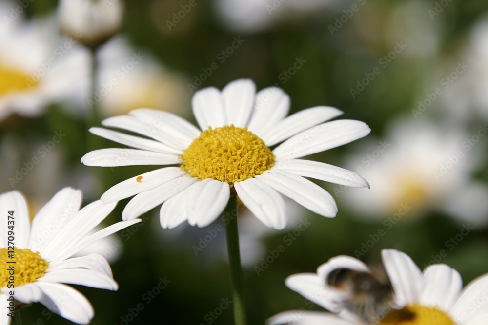 Gänseblümchen Gänseblümchen