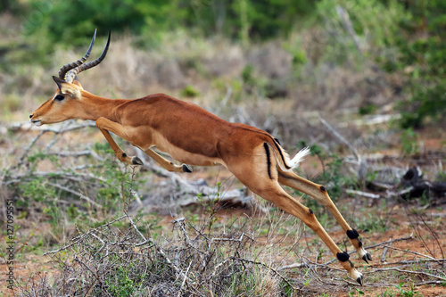 The impala  Aepyceros melampus   jumping male
