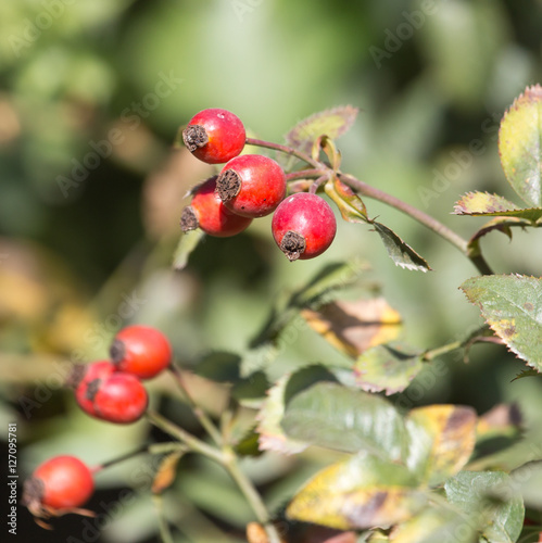 red rosehips in nature