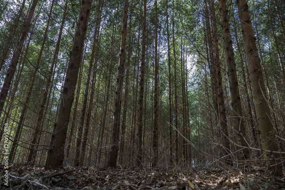 Obraz premium Tree background