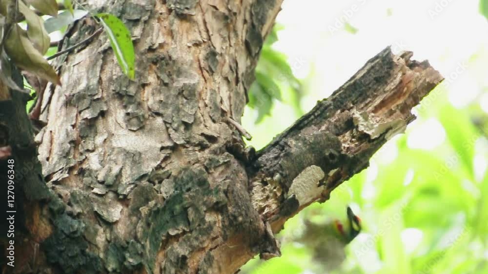 Coppersmith barbet bird burrowing a nest hole in the tree. (HD footage) Coppersmith barbet bird burrowing a nest hole in the tree. (HD footage)