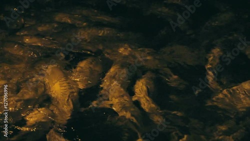 Fish feeding