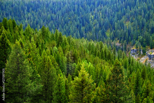 Forest of Pine Trees in Autumn