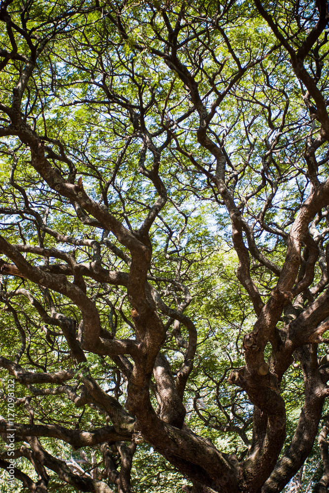 Looking upward at abstract of twisted branches in a tree Looking upward at abstract of twisted branches in a tree
