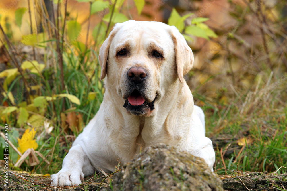 a yellow labrador in the park in autumn