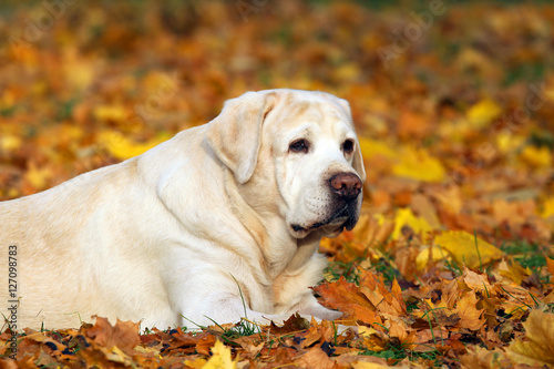 the yellow labrador in the park in autumn