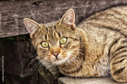Cat lying on the wooden bench