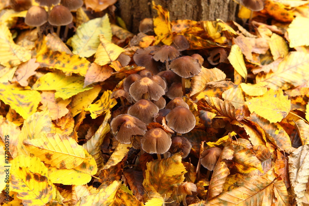 Mushrooms in the yellow foliage Mushrooms in the yellow foliage