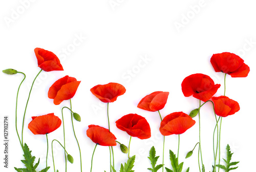Red poppies (common poppy, corn poppy, corn rose, field poppy, Flanders poppy, red weed, coquelicot) on white background. Top view, flat lay