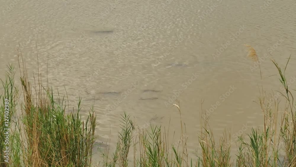 Catfish in the water