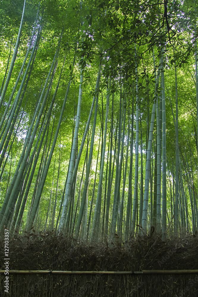 Bamboo forest Bamboo forest