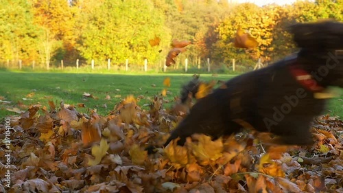 Cute black dog jumps out of a pile of leaves - Slow Motion 100 fps