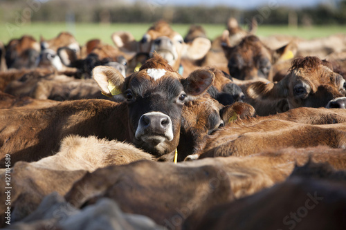 Fotografie, Obraz A Jersey cow pokes her head above the herd