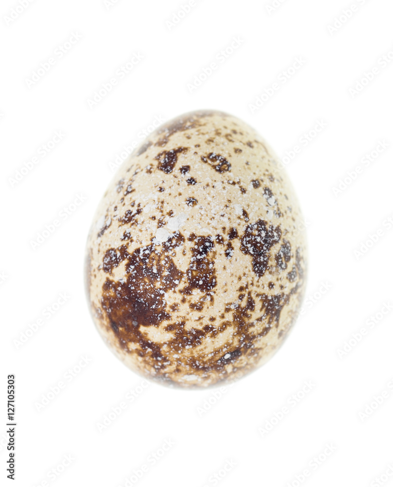 quail egg on a white background quail egg on a white background